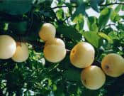 黄金梨的食用方法和营养价值介绍！黄金梨怎么吃更健康！