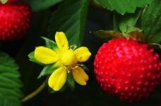 蛇莓和野草莓有什么区别?几个细节区分它们，再也不会摘错果子了!