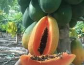 木瓜的营养介绍和注意事项！你知道怎么吃木瓜才更有效吗？