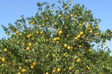 橙子树的种植条件有哪些？橙子树种植知识大科普！