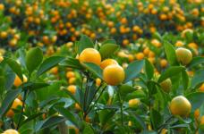 室内金桔树的养殖方法是什么?学会了它，保证你养出优质的金桔树!