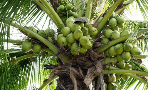椰子的营养介绍和注意事项！你知道关于椰子的这些冷知识吗？