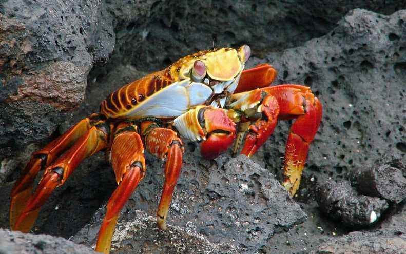 螃蟹的食用方法和功效价值介绍！螃蟹这样养才更能鲜活！