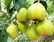 莱阳梨食用方法介绍！莱阳梨有什么功效与作用？