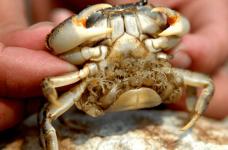 螃蟹吃什么食物怎么养?学会这些让你也成为养蟹达人！
