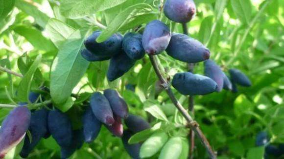 蓝靛果营养价值和注意事项介绍！这样吃蓝靛果才会更好吃！