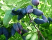 蓝靛果营养价值和注意事项介绍！这样吃蓝靛果才会更好吃！
