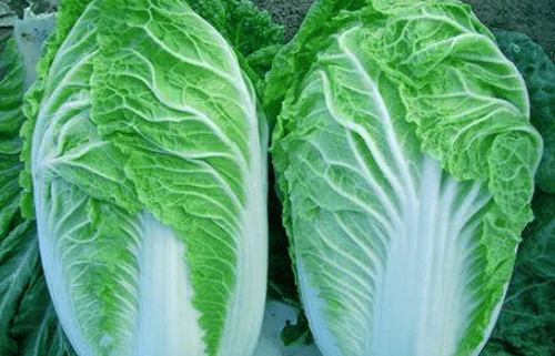 白菜的养殖方法和注意事项！怎么才能让白菜更健康？