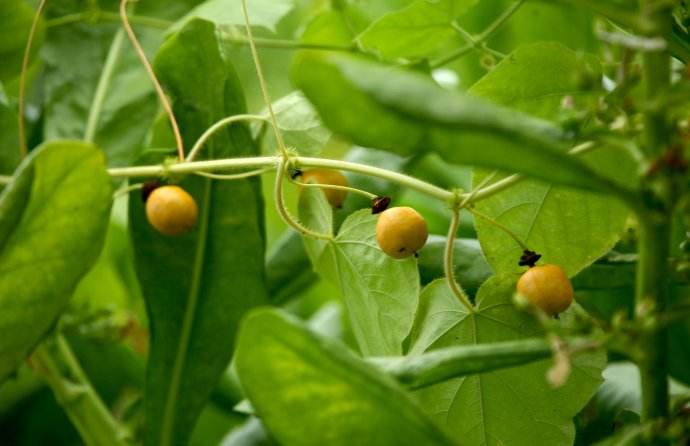 龙珠果的营养价值和注意事项介绍！龙珠果怎么种植果实更香甜？