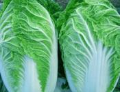 白菜的养殖方法和注意事项！怎么才能让白菜更健康？
