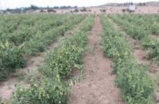 红枣树的种植与管理方法！想要红枣树结果多就要这样做！