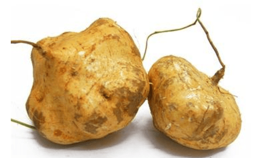 凉薯的营养介绍和注意事项！怎么才能把凉薯吃出健康？
