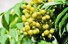 果中之宝“黄皮果”什么时候才能吃到?带你走进黄皮果的丰收季节!