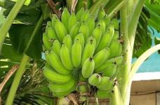 芭蕉的功效与作用有哪些？吃芭蕉的禁忌介绍！