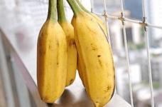 芭蕉树的果实能吃吗？芭蕉治便秘的效果比香蕉还要好！