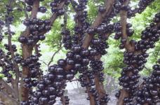 树葡萄和嘉宝果有什么区别?教你正确认识树葡萄和嘉宝果！