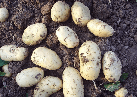 土豆怎么吃才能又健康又美味？土豆的营养价值介绍！