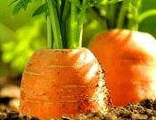 红萝卜有什么营养？红萝卜的功效介绍！