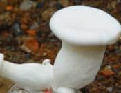 白灵菇珍贵稀有！白灵菇的营养价值和做法有哪些？