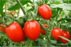 好吃的樱桃番茄到底是转基因食物吗?一分钟让你了解答案!