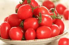 樱桃番茄种子如何发芽?一分钟教你樱桃番茄种子怎样更快发芽!
