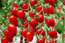 樱桃番茄的功效与作用介绍!吃樱桃番茄有什么好处?