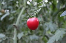 盆栽樱桃番茄怎么做?应该注意哪些问题呢?点进来告诉你正确的答案!