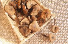 榛蘑凭什么被称作“珍宝”?榛蘑的功效作用就决定了它有多宝贵!