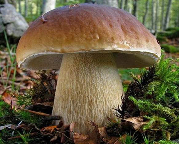 牛肝菌图片毒蘑菇图片