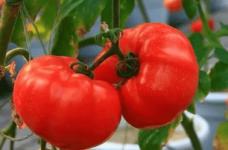 番茄的功效！番茄有什么功效？