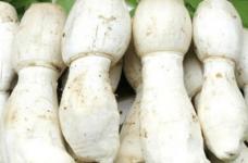 鸡腿菇可以和西红柿一起食用吗?鸡腿菇与这些食物同食营养效果更佳哦!