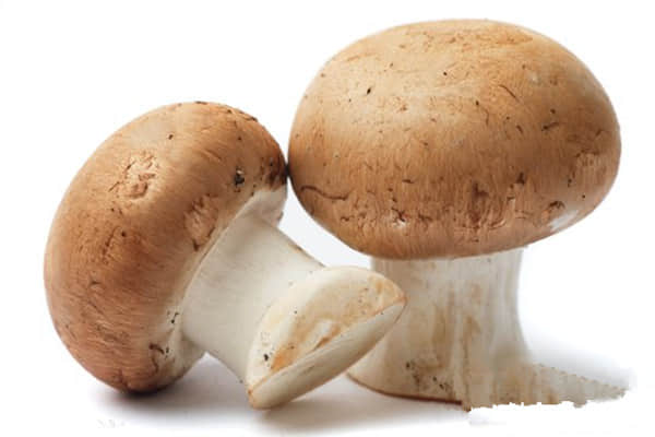 蘑菇有什么营养价值呢？关于蘑菇的营养价值和注意事项介绍！