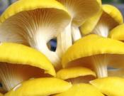 榆黄蘑的营养价值和注意事项介绍！榆黄蘑的做法大全！