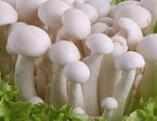 白玉菇的食用价值和注意事项介绍！白玉菇的功效与作用介绍！