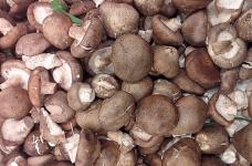 香菇是如何种植的呢？教你轻松学会香菇的种植技术！