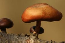 洋菇和蘑菇的区别介绍！洋菇是不是蘑菇呢？