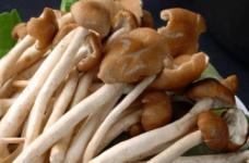 茶树菇的栽培方法介绍！茶树菇对生长环境有什么要求？