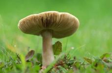 平菇和蘑菇有区别吗?教你快速区分平菇与蘑菇!