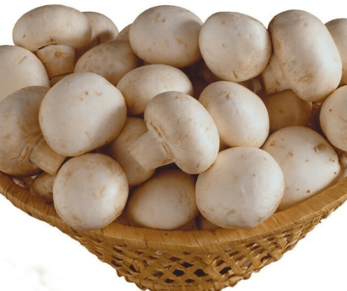 口蘑营养价值和功效作用介绍！口蘑的食用价值！