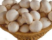 口蘑营养价值和功效作用介绍！口蘑的食用价值！