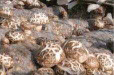 适用于香菇栽培的树木有哪些?需要怎样的条件才能保持香菇顺利生长?