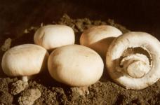 口蘑应该怎么种植?抓住这几个关键点，口蘑轻松长成排！
