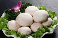 美味的口蘑到底是不是蘑菇?它又有哪些美味的做法?口蘑和蘑菇的区别介绍！