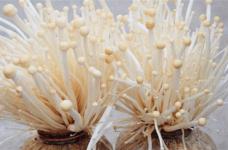 金针菇的种植方法是什么?这样种出来的金针菇更优质!