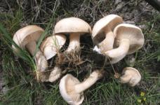 口蘑与白蘑菇有什么区别?口蘑其实也就是我们所说的白蘑菇！