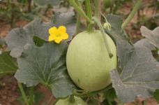 冬瓜籽怎么快速发芽?正确高效的冬瓜籽催芽方法介绍!