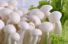 白玉菇的食用功效是什么？吃白玉菇有什么好处？
