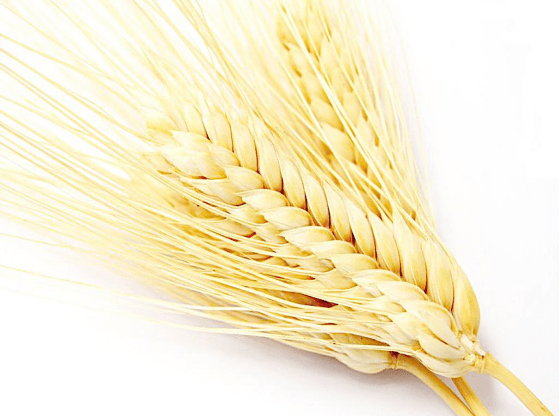 小麦怎么吃更加营养健康？小麦的功效介绍与做法大全！