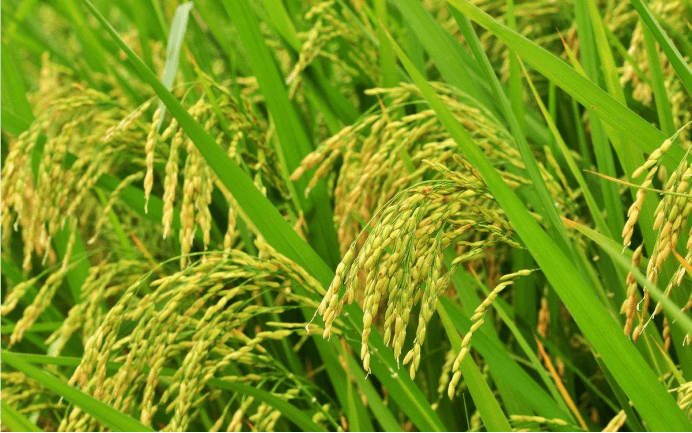 水稻的种植方法和情况介绍！带你全面认识水稻！