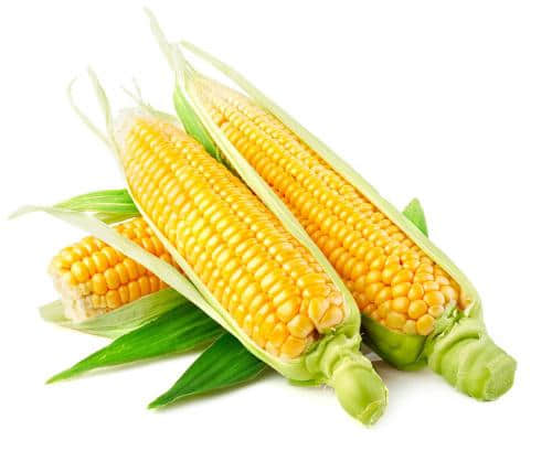 玉米有什么营养？玉米的功效和作用介绍！